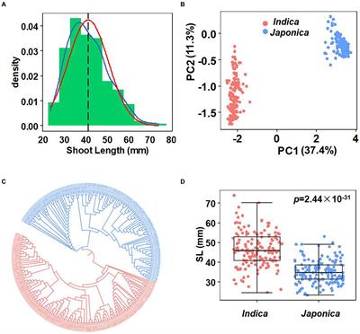 Genome-wide association mapping and gene expression analysis identify OsCPS1 as a new candidate gene controlling early seedling length in rice